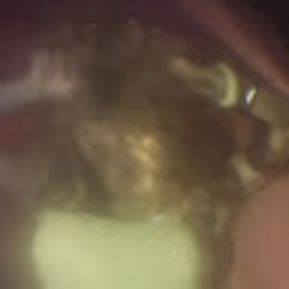 Meet your Posher, Phoebe